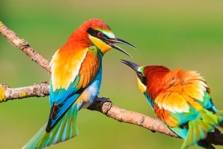 Biodiversity Management
