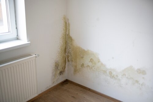 strong mildew in large stains is located on white interior wall in apartment