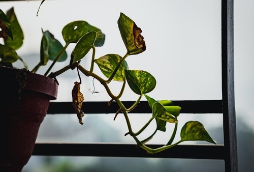 Vastu-Friendly Indoor Money Plant | UltraTech