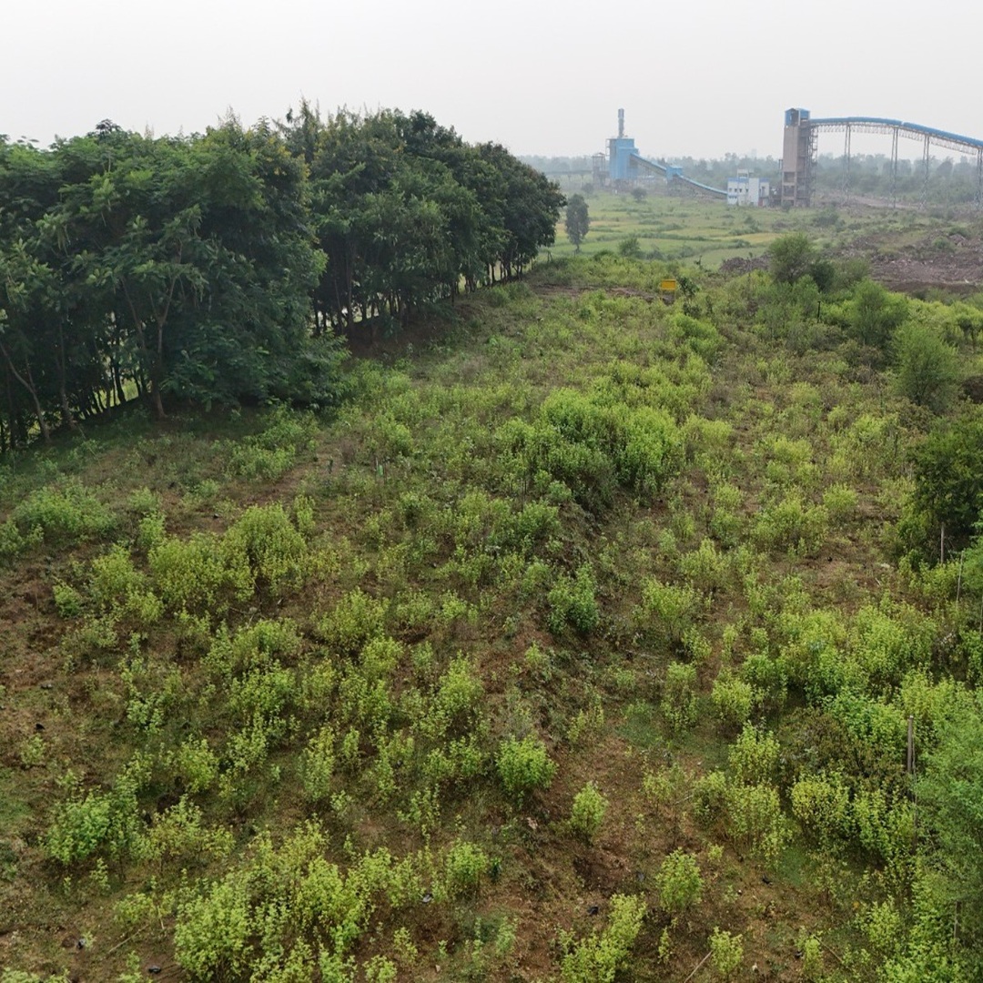 UltraTech strengthens environmental stewardship with large-scale green belt plantation at Kukurdih Cement Works