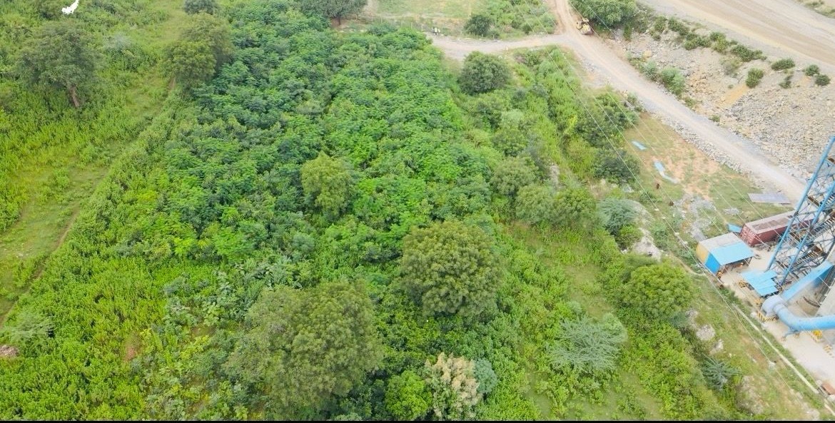 Biodiversity Management at UltraTech Cement Limited – Miyawaki Plantations as a Key Intervention