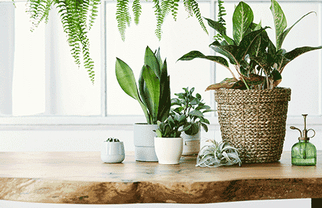  Placement of Plants in Living Room as per Vastu Shastra