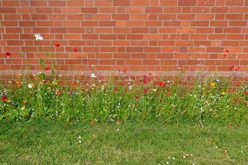 Garden Wall Bond