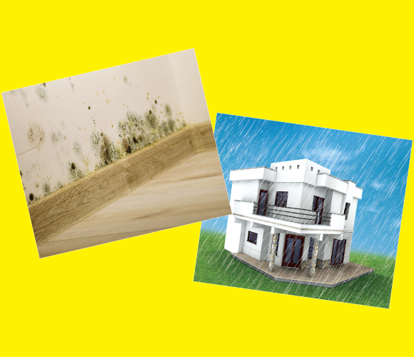 Why Your Home Needs Protection From Dampness?