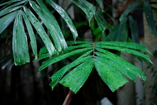 Vastu-Friendly Areca Palm Plant | UltraTech