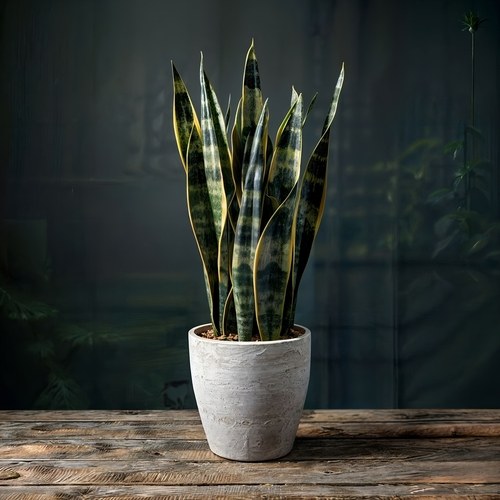 Snake Plant: A Vastu-Friendly Indoor Plant | UltraTech