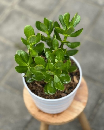 Vastu Tips to Place a Jade Plant | UltraTech