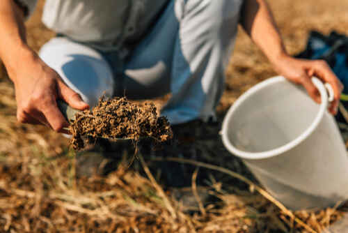 Soil Testing. Agronomy Specialist taking soil sample for fertility analysis. Environmental protection, organic soil certification, field work, research