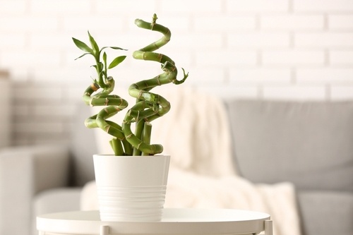 Vastu-Friendly Bamboo Plant | UltraTech