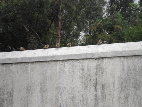 compound wall design