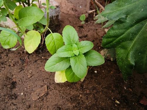 Tulsi Plant Placing Vastu Tips | UltraTech